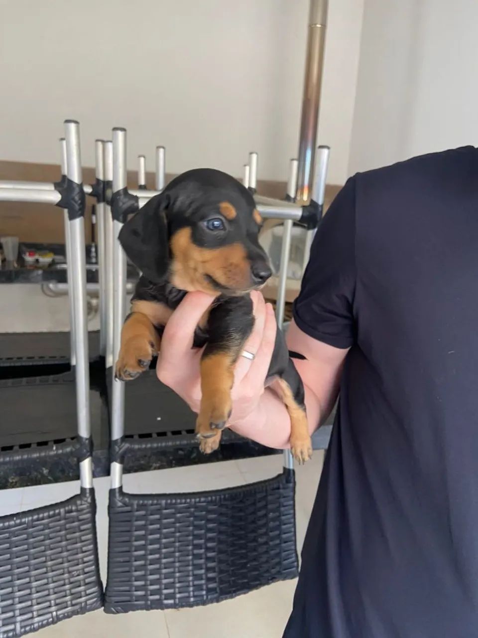 Cachorros Dachshund - 2 ainda disponíveis