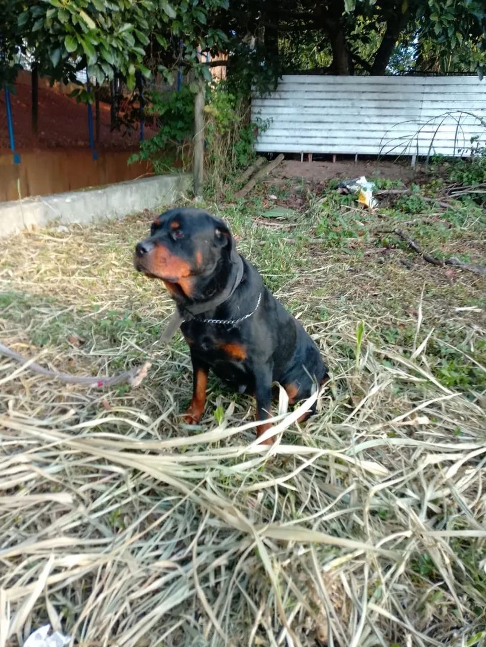Rottweiler, Filhotes com Pedigree  - Foto 3