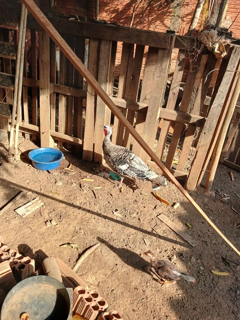 Perua