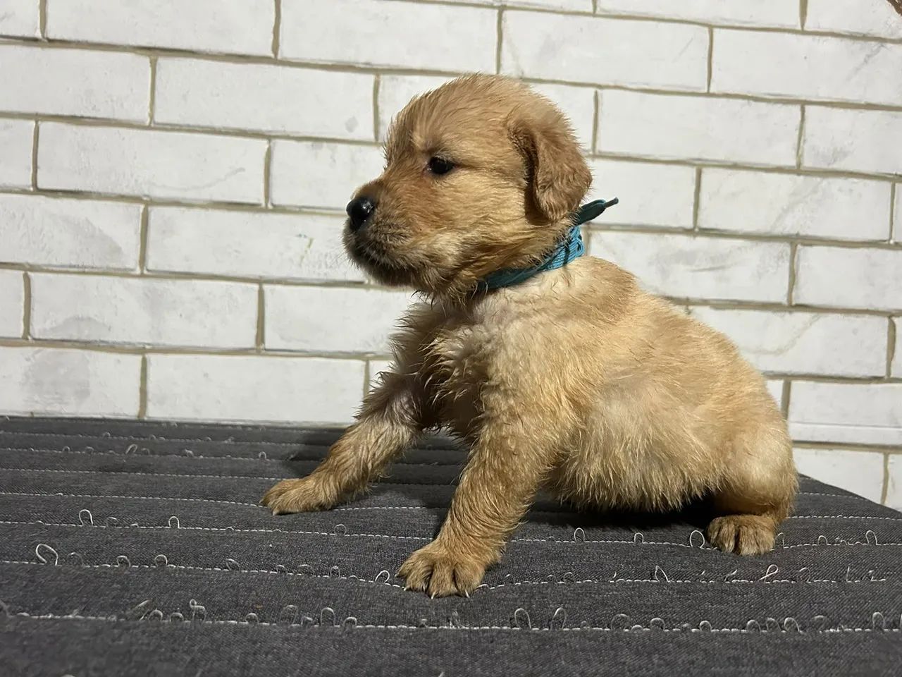 Golden  - Foto 4