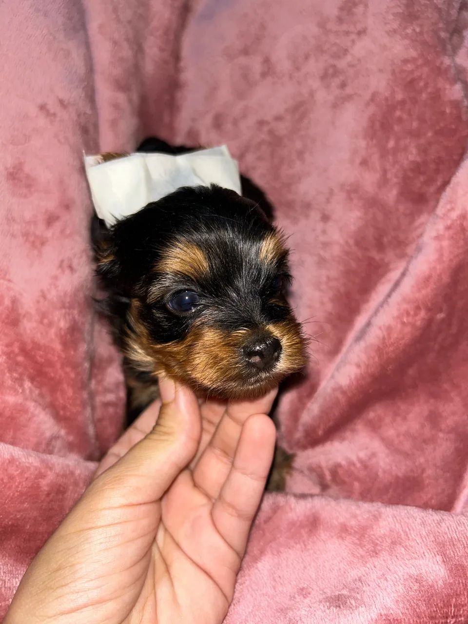 Filhotes de yorkshire terrier MACHO MICRO - Foto 2