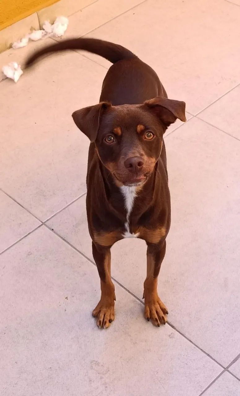 Doação pet porte médio 