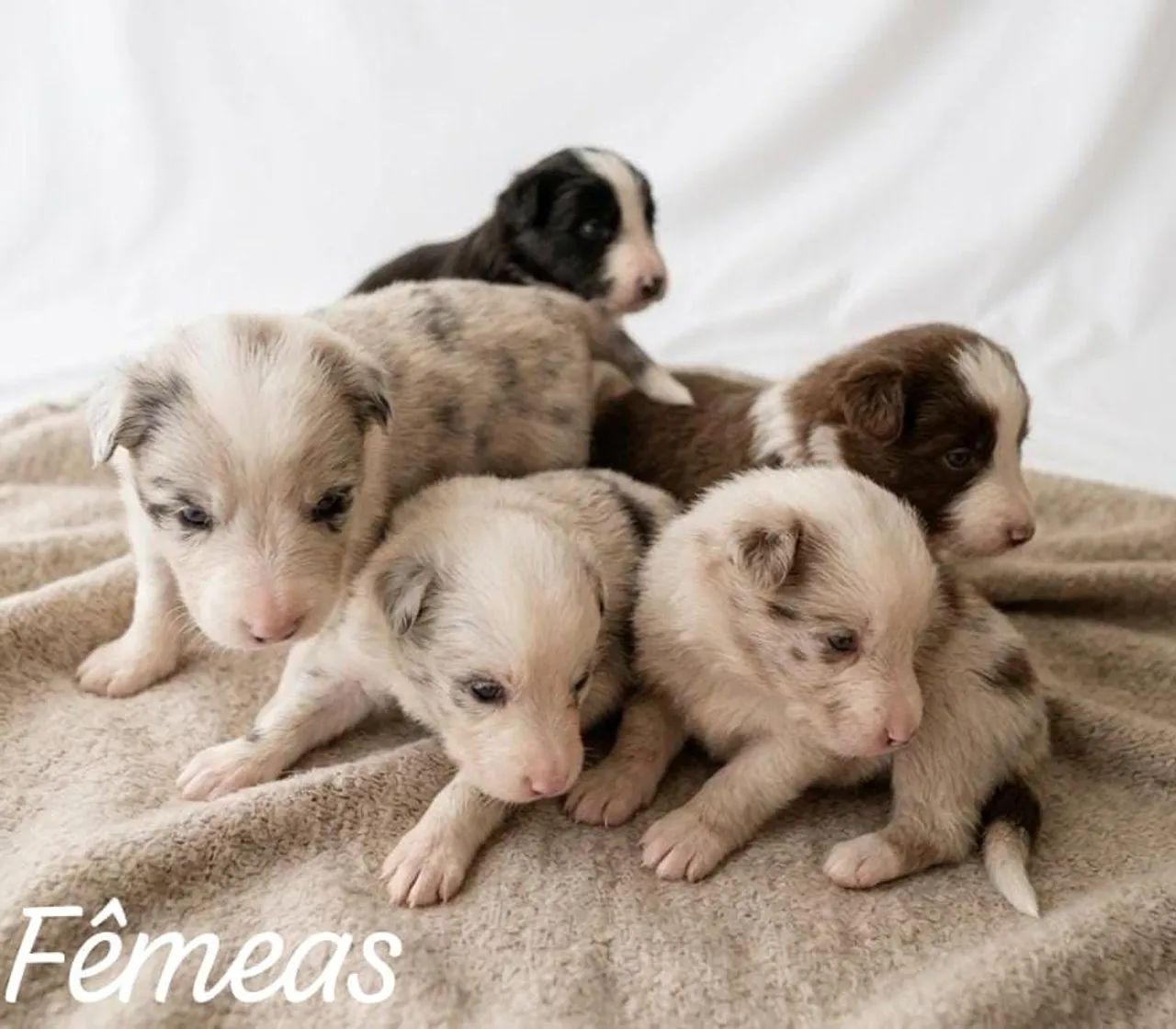 Lindos filhotes de Border Collie  - Foto 5