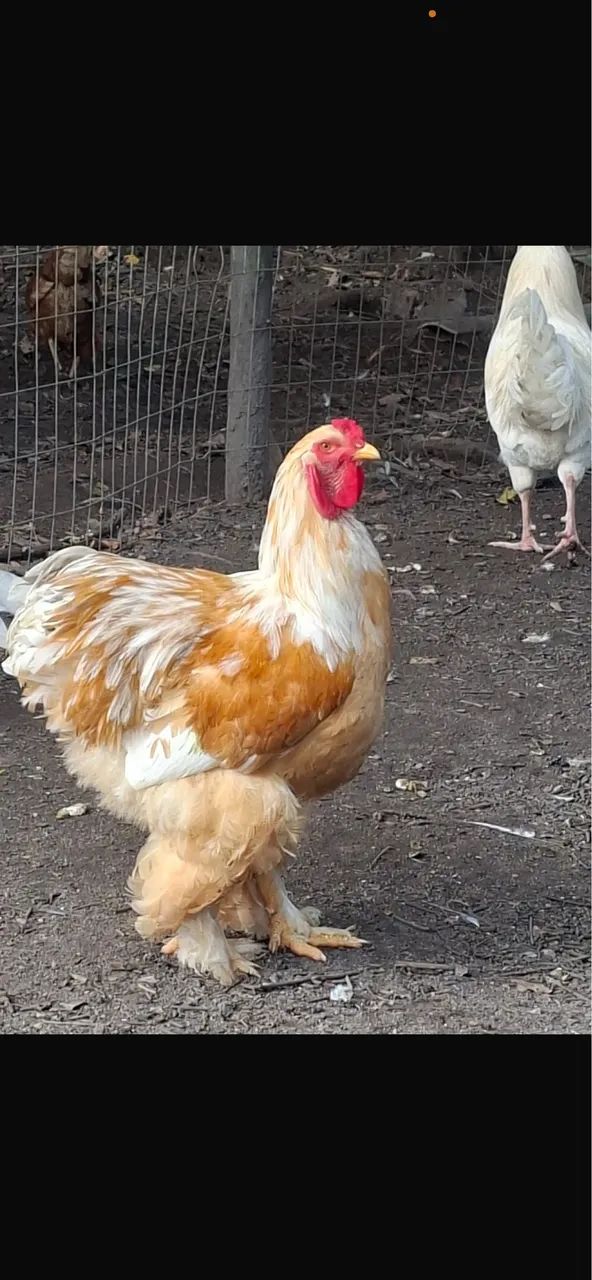 Galinha e frango  e adubo  - Foto 5