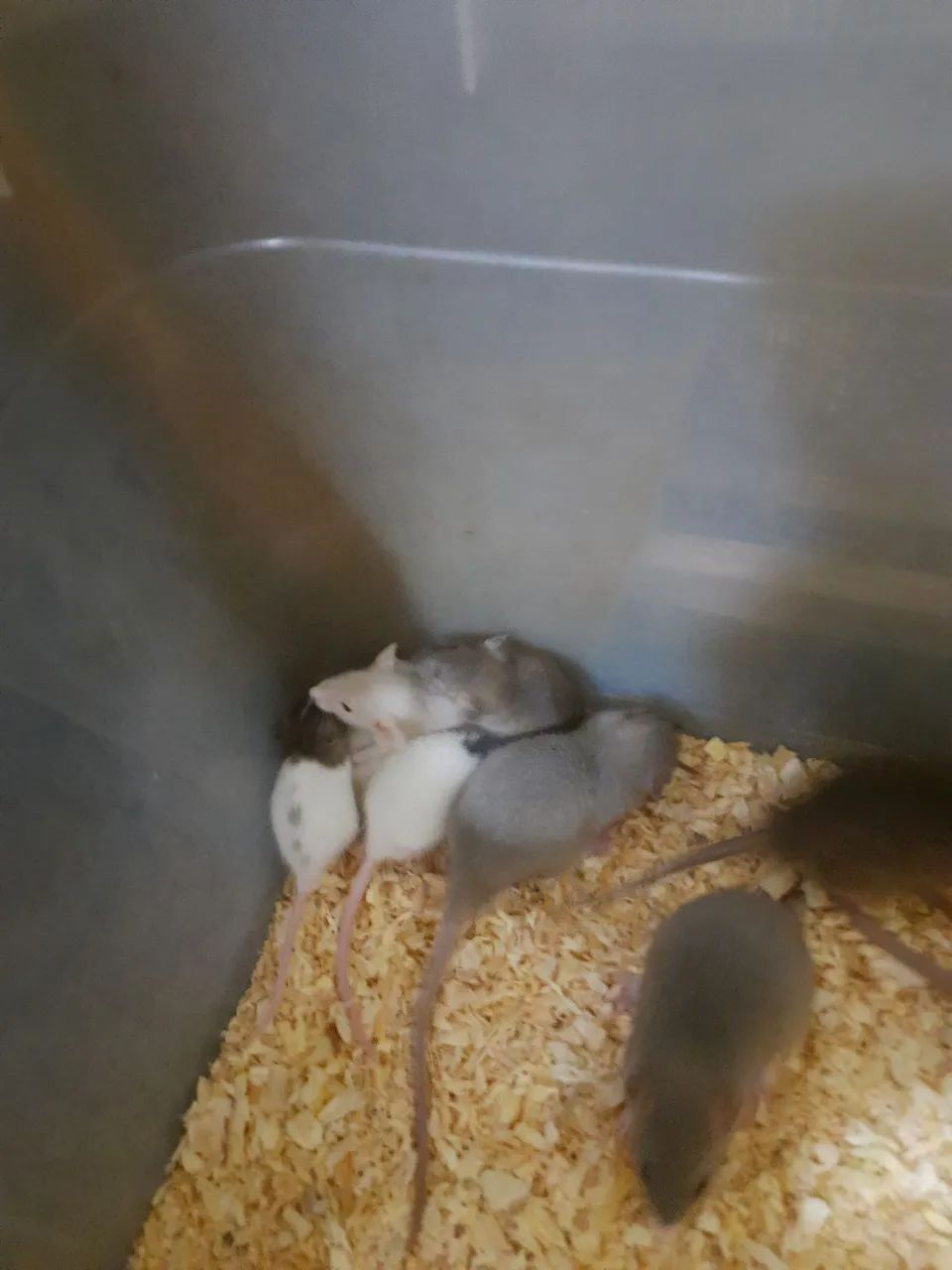 Filhotes de rato twister Dumbo