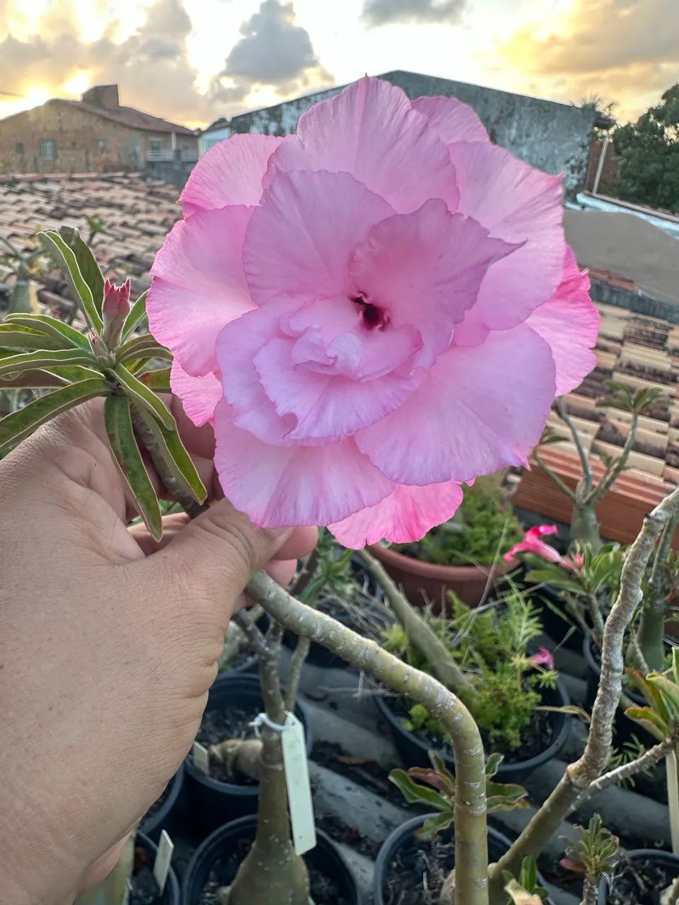 Rosa do deserto enxertada - Foto 5