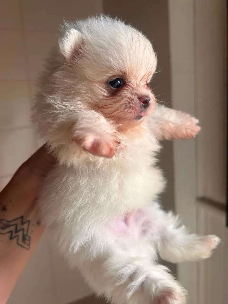 Lulu da pomerania  - Foto 2