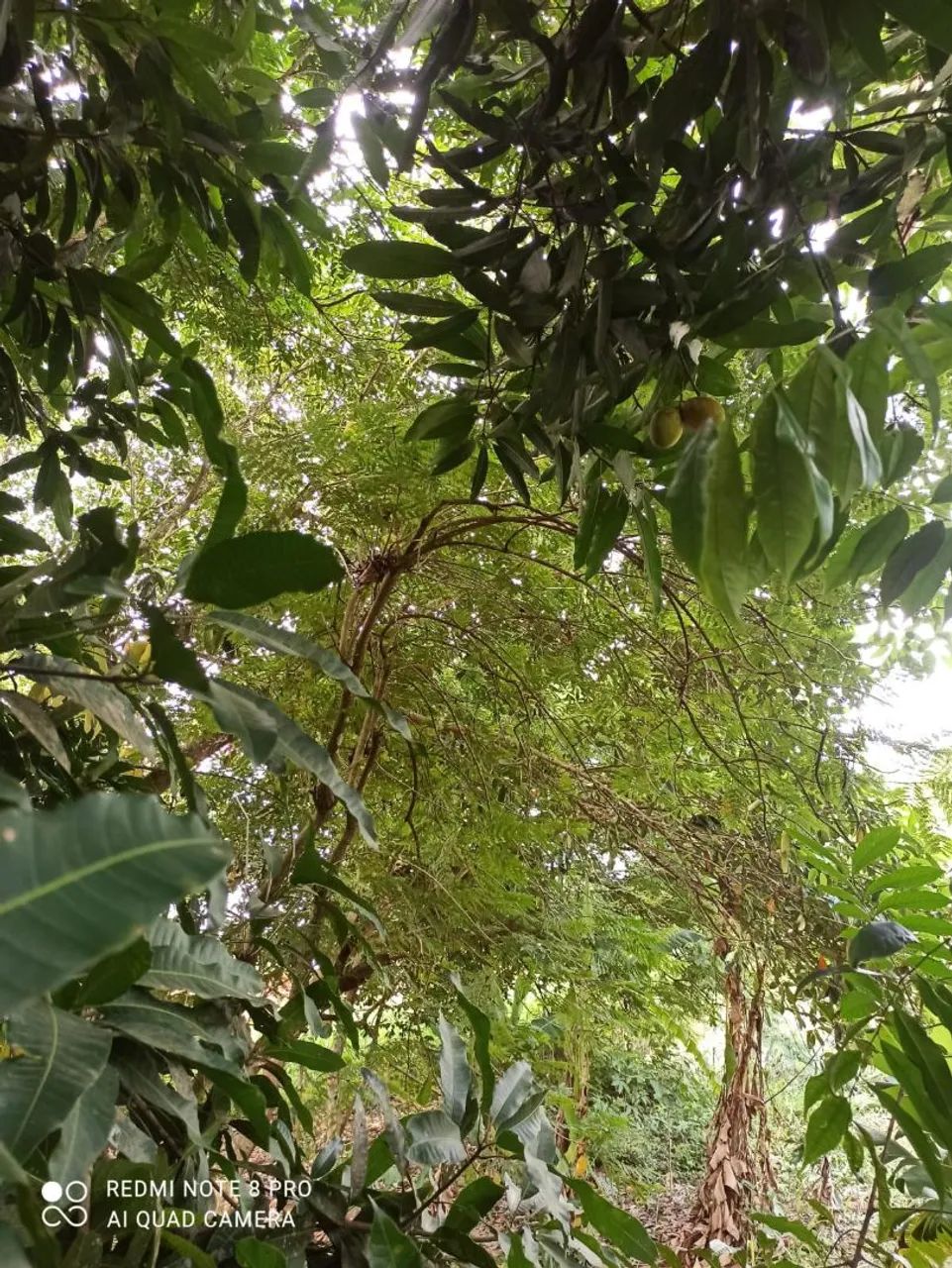 Foto - Belo Horizonte - Tupi A