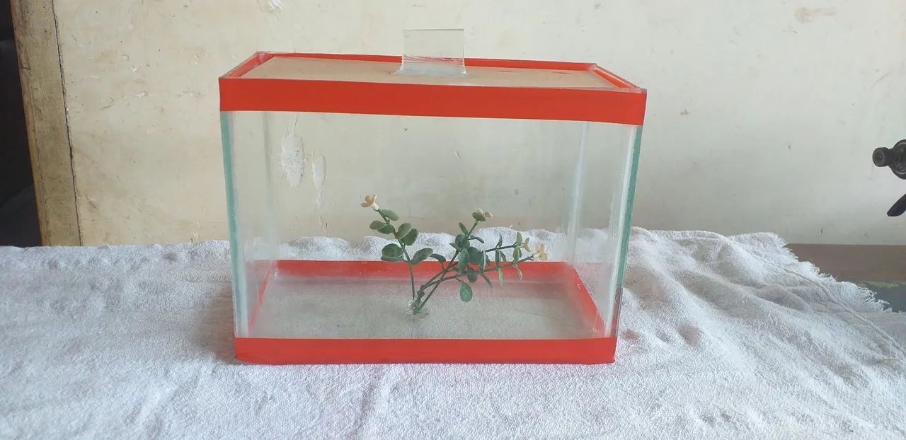 Aquário de 3 litros ideal para peixe beta 