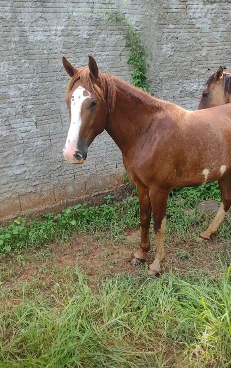 Cavalo  - Foto 4
