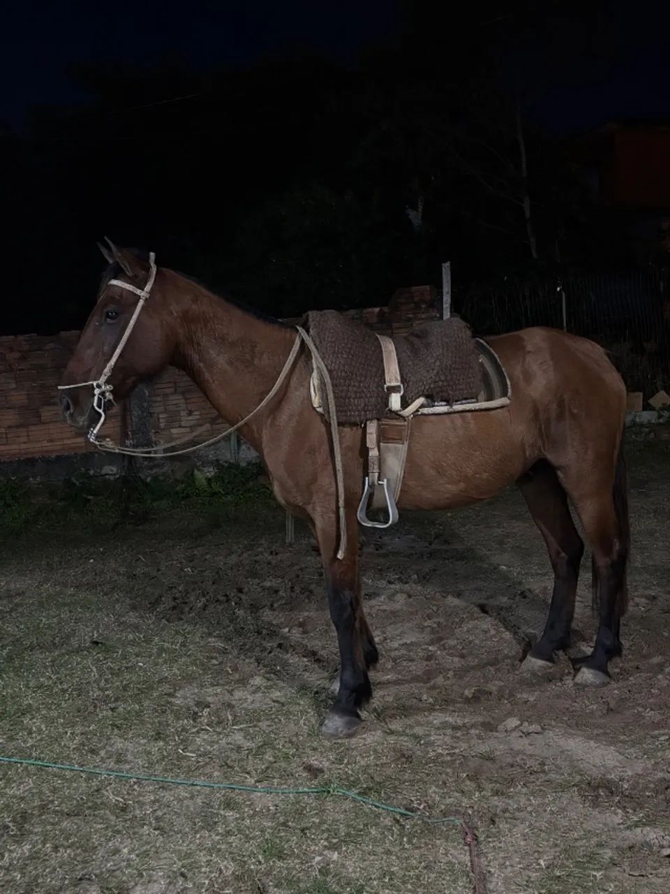 Vendo cavalo  - Foto 2