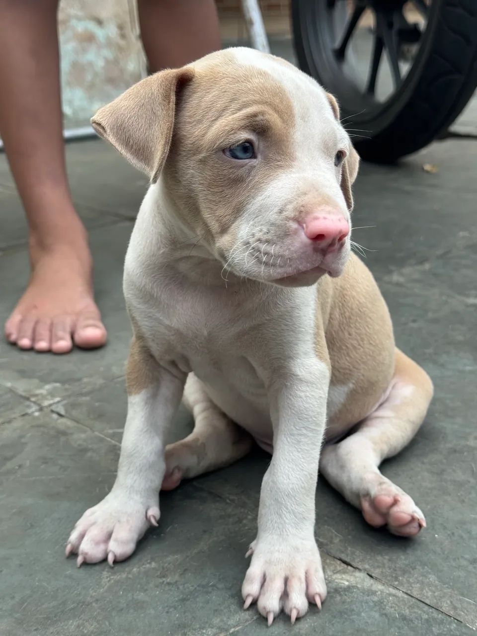 Pitbull red nouse - Foto 2