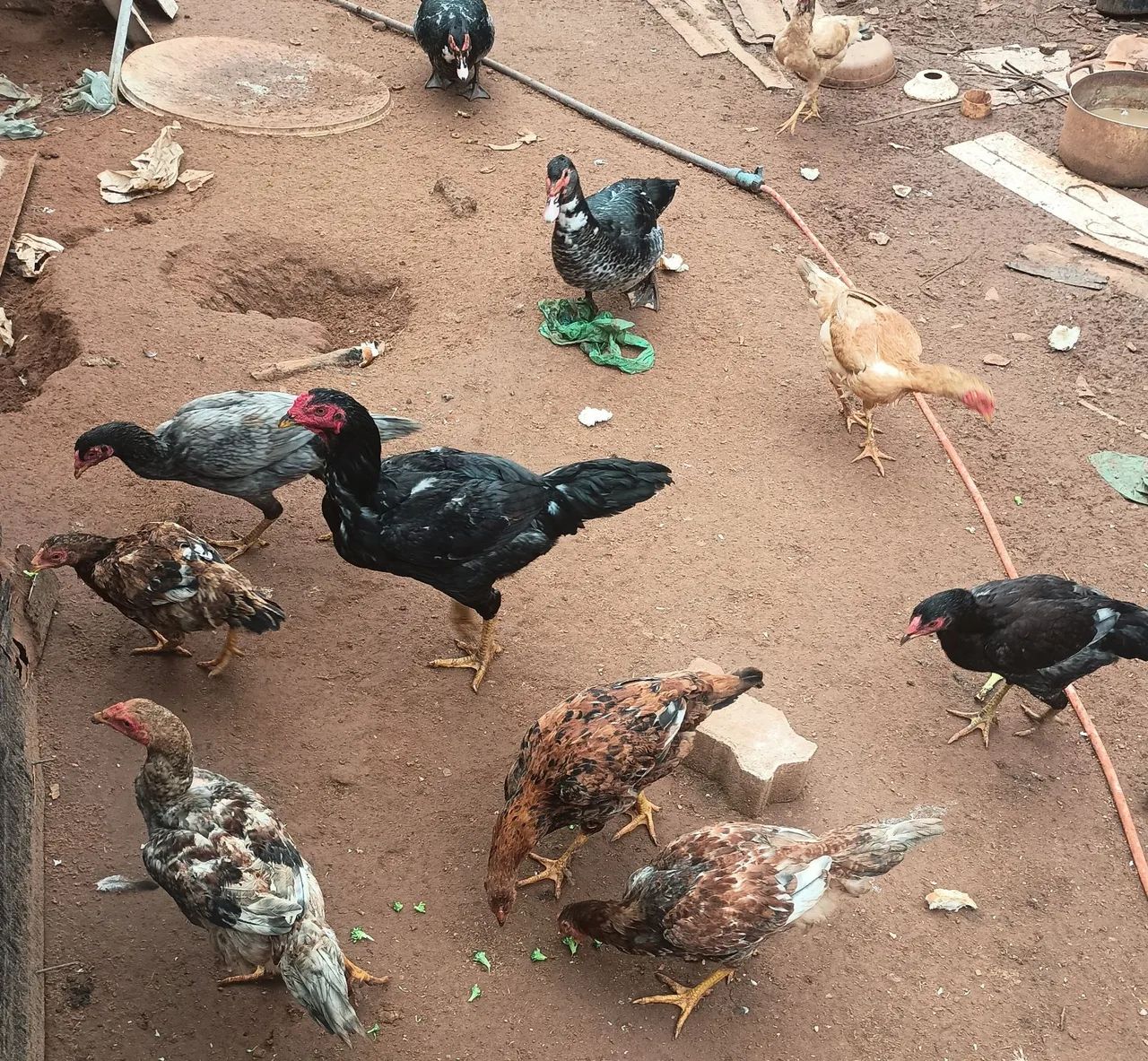 Vendo frango e galinha - Foto 2