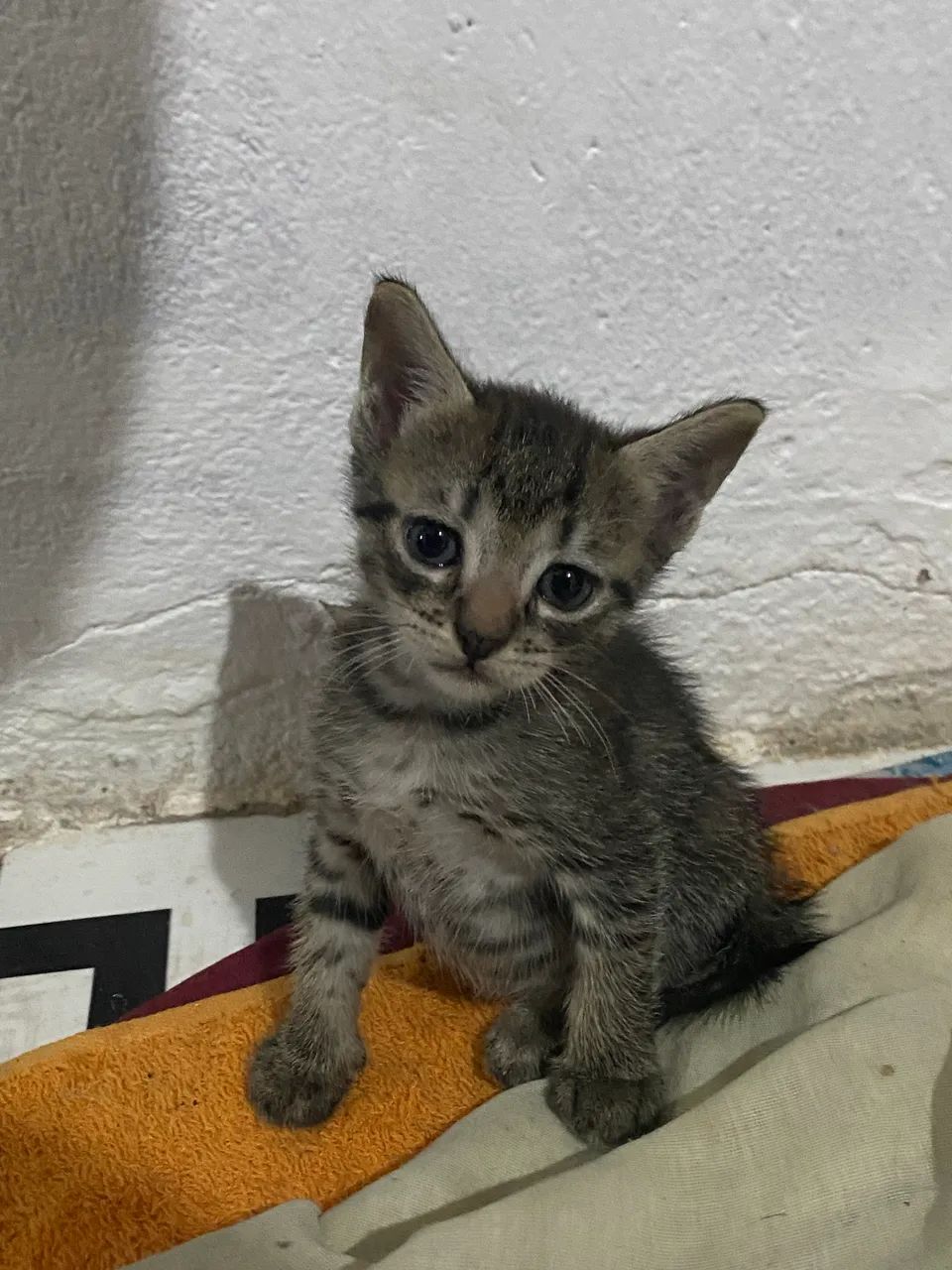 DOAÇÃO DE GATINHOS - Foto 2