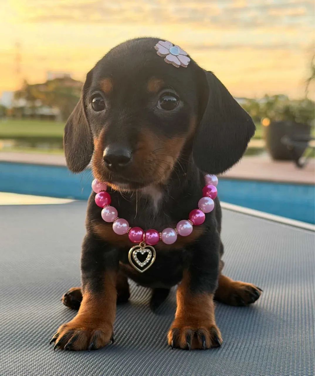Dachshund Filhotes Linguicinha Salsichinha - Foto 5