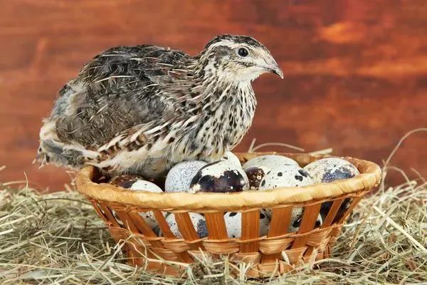 Ovos de Codorna frescos e bem comsedos  - Foto 4