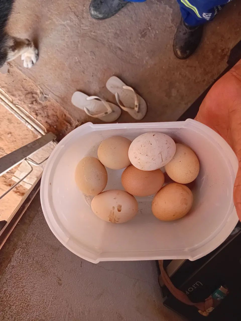 Galinha sertaneja balão  - Foto 2