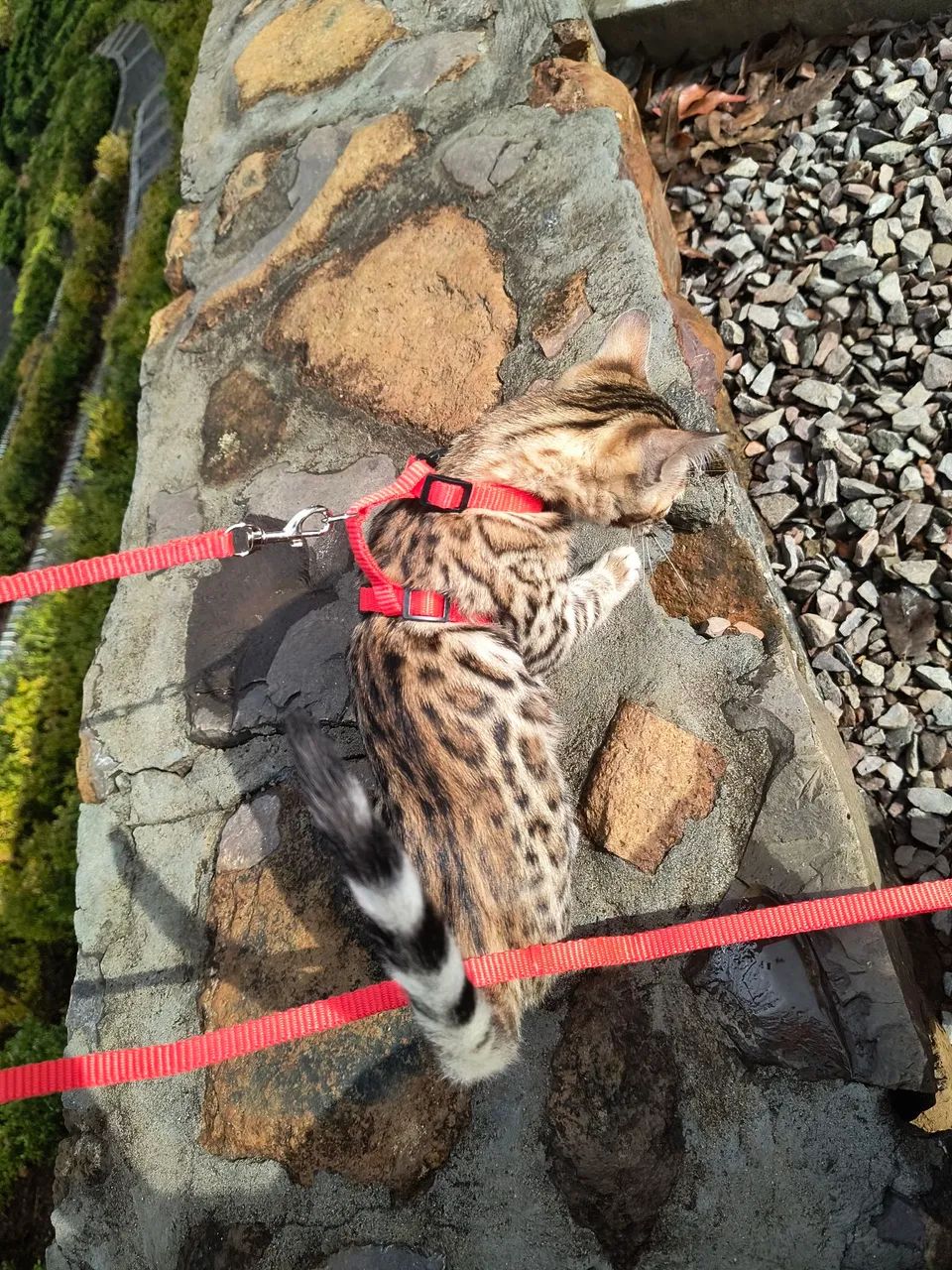 Bengal com PEDIGREE, PURO, pais dele com PEDIGREE  - Foto 2