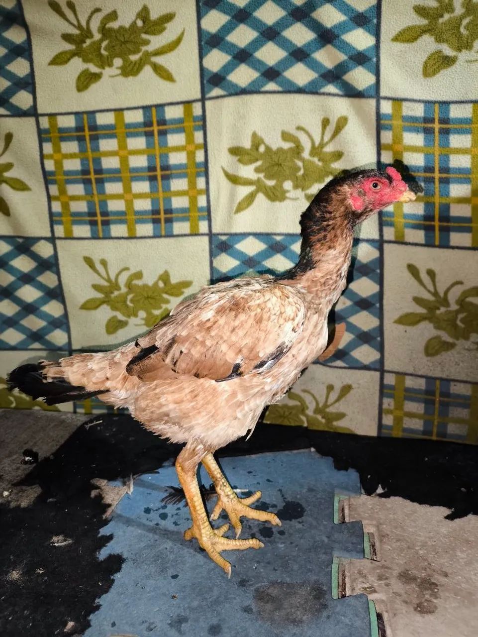 Galinhas de raça 