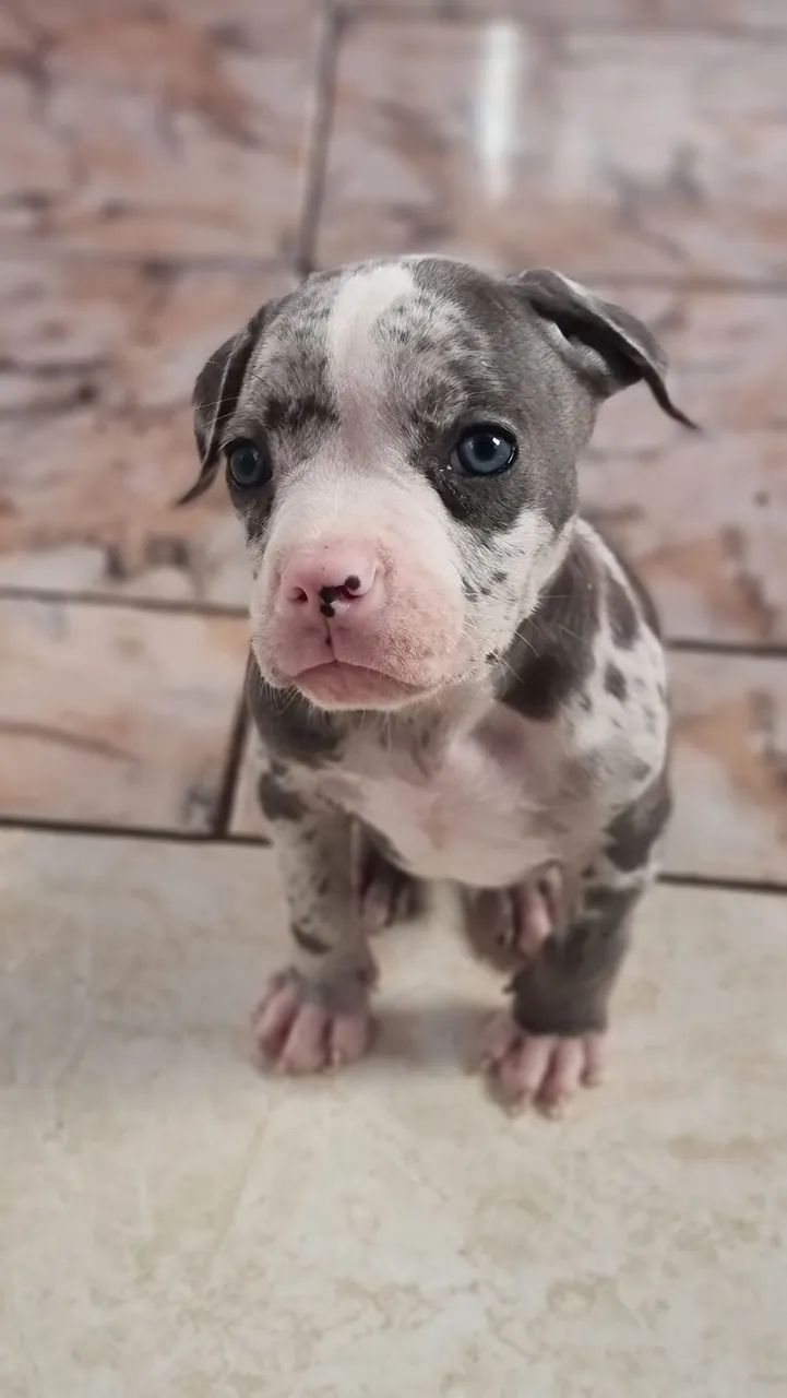 Pit Bull Merle - Foto 4