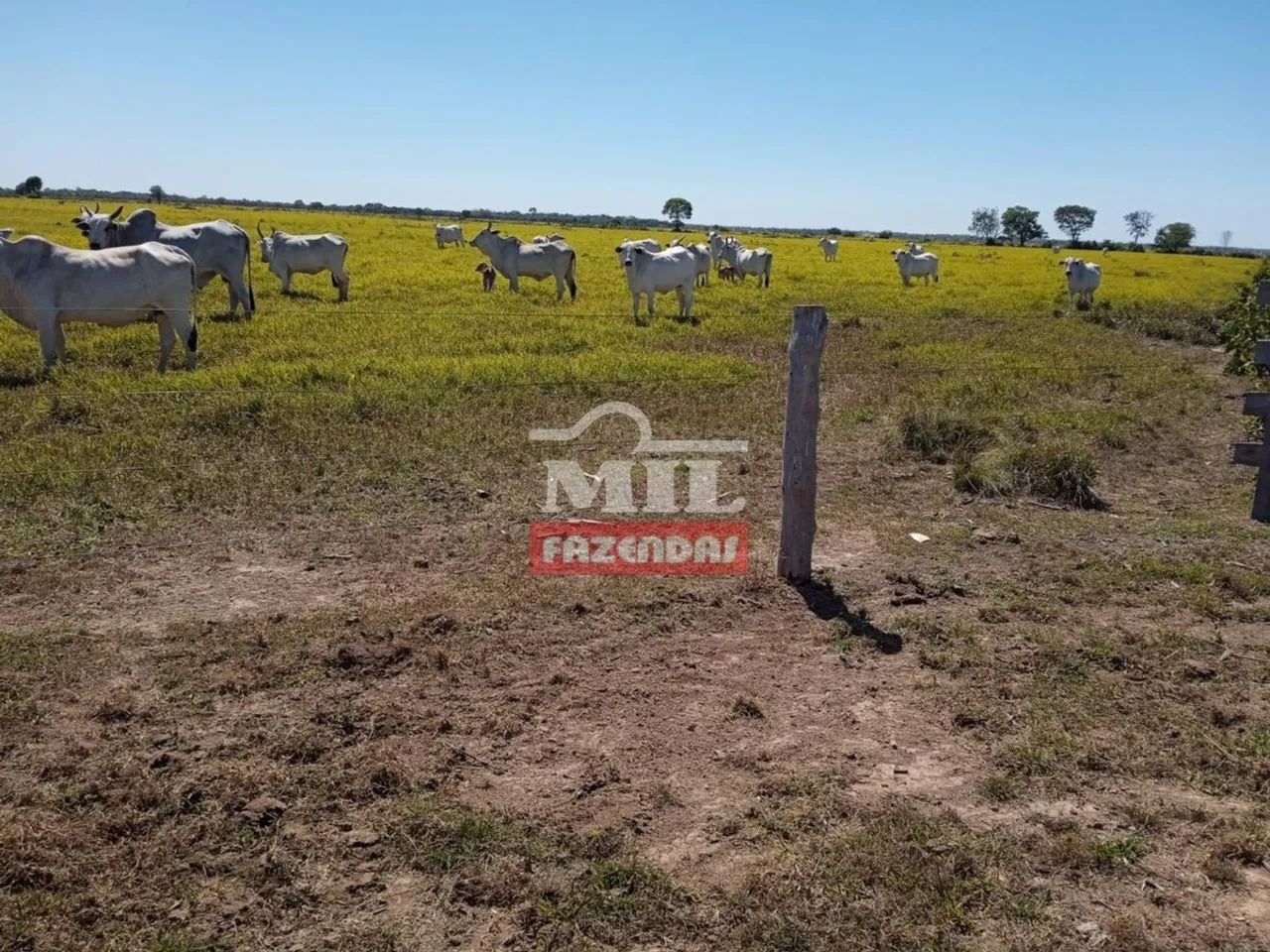 Fazenda em Sandolandia-TO. 906 Alqueires (Bem localizada) - Foto 2