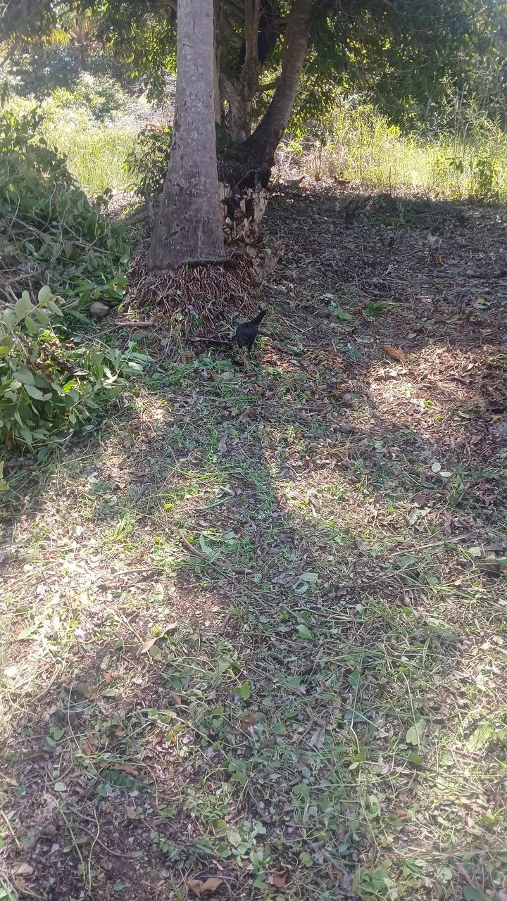 Vendo terreno em peroba boa localidade 
