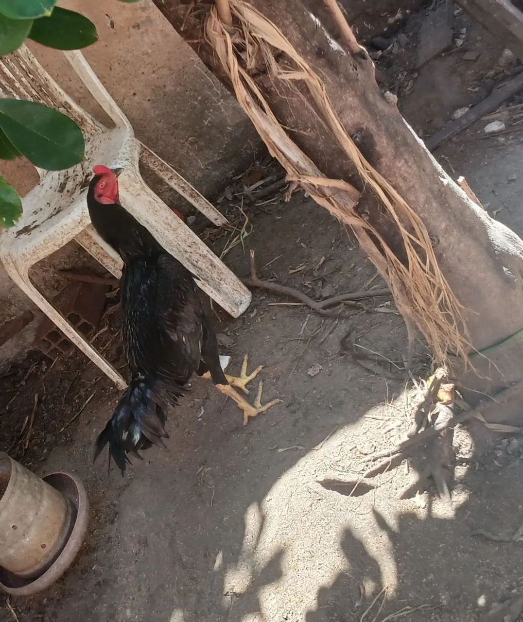 2 frango macho  - Foto 3