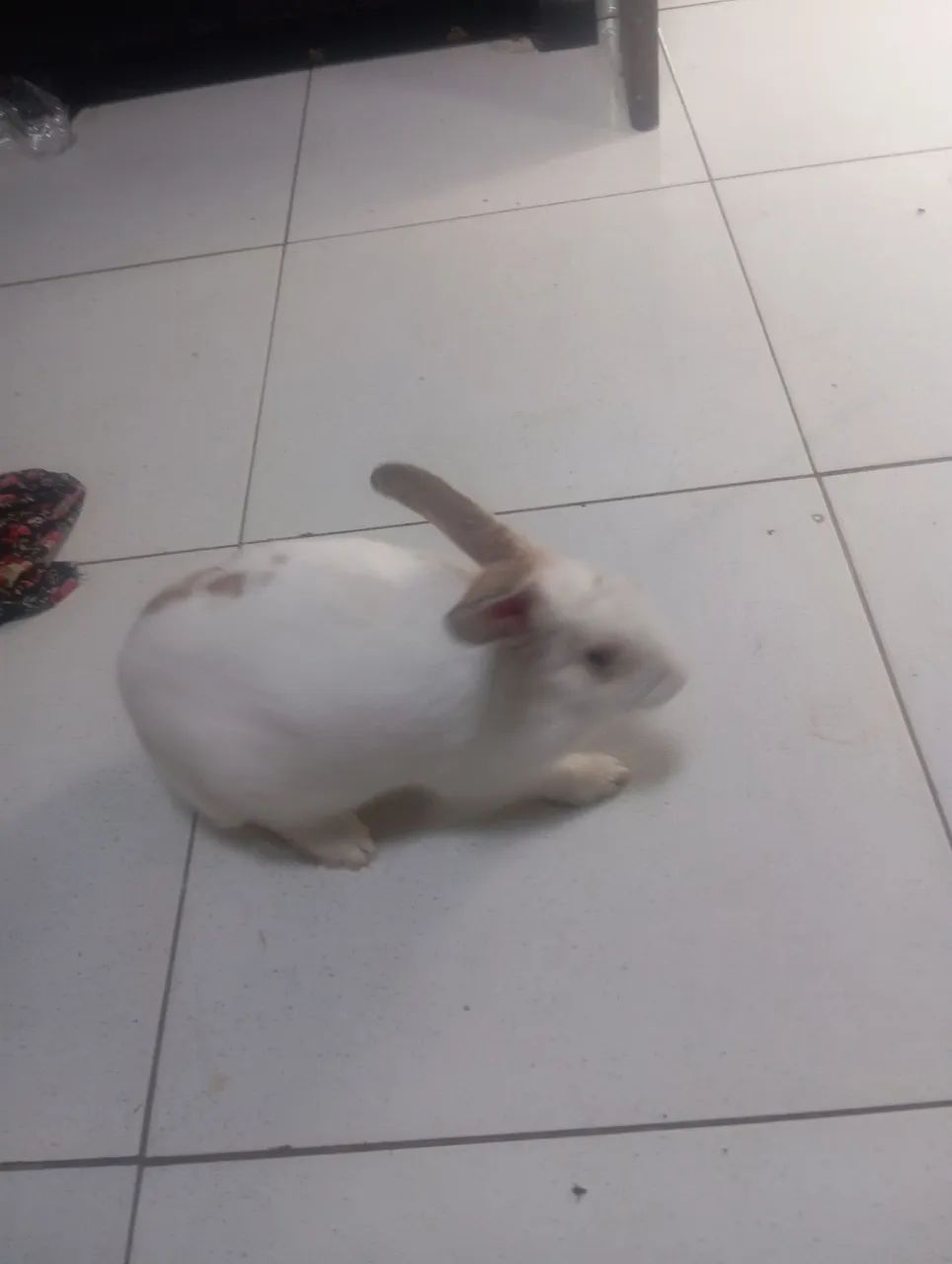 Vende-se Coelho da raça Rex - Foto 2