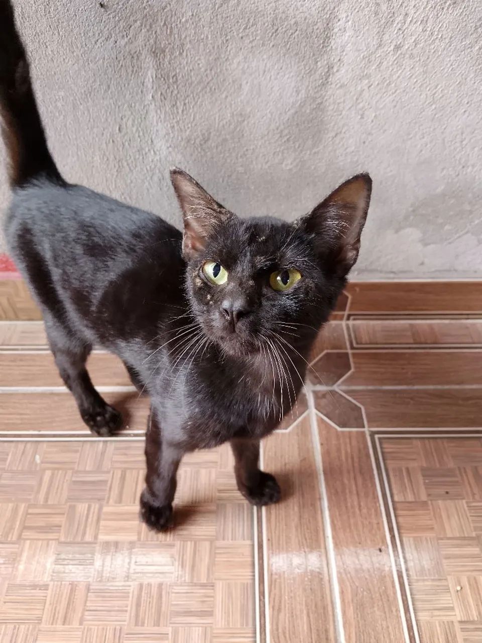 Gata doação