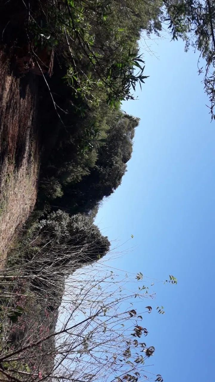 Foto - Curitiba - Pinheirinho