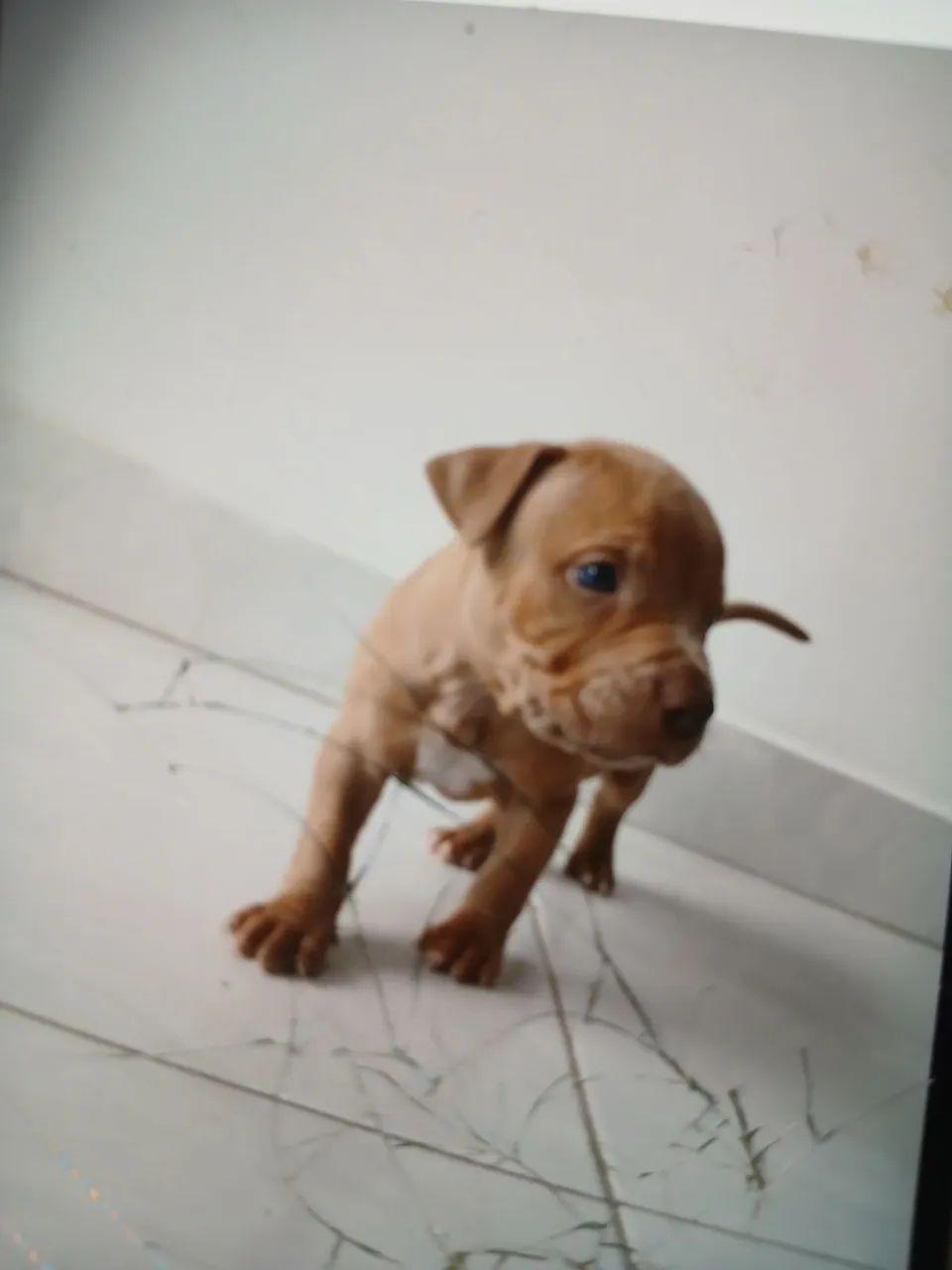 Filhote de pit Bull 