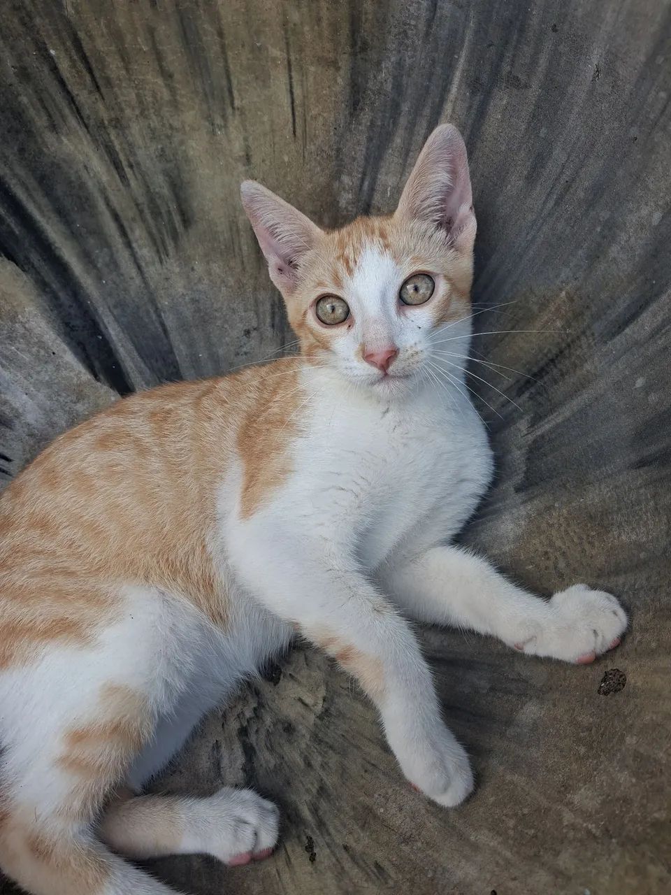 Adoção Responsável  - Foto 2