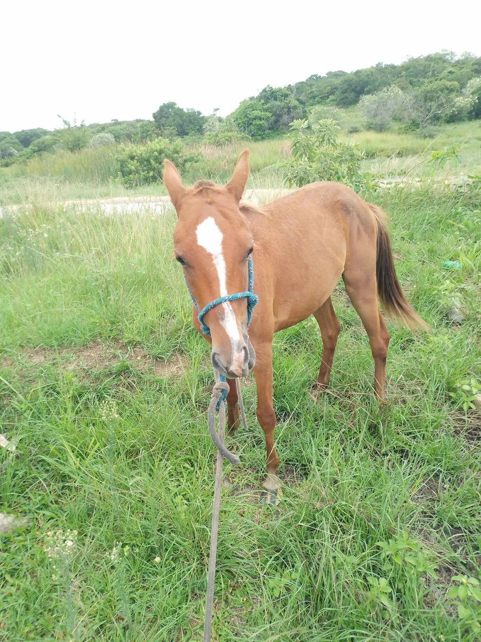 Vendo potro  - Foto 5