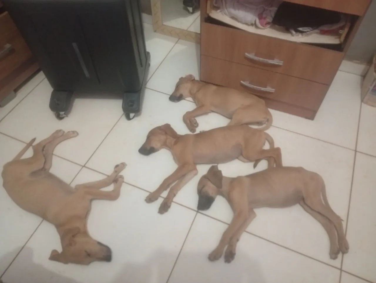 Doação de filhotes  - Foto 2