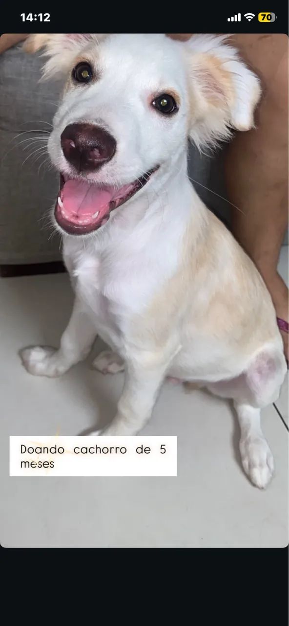 Doando cachorro de 6 meses 