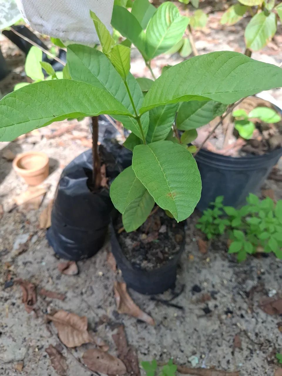 Vende-se Mudas Goiaba Tailandesa Suprema - Foto 2