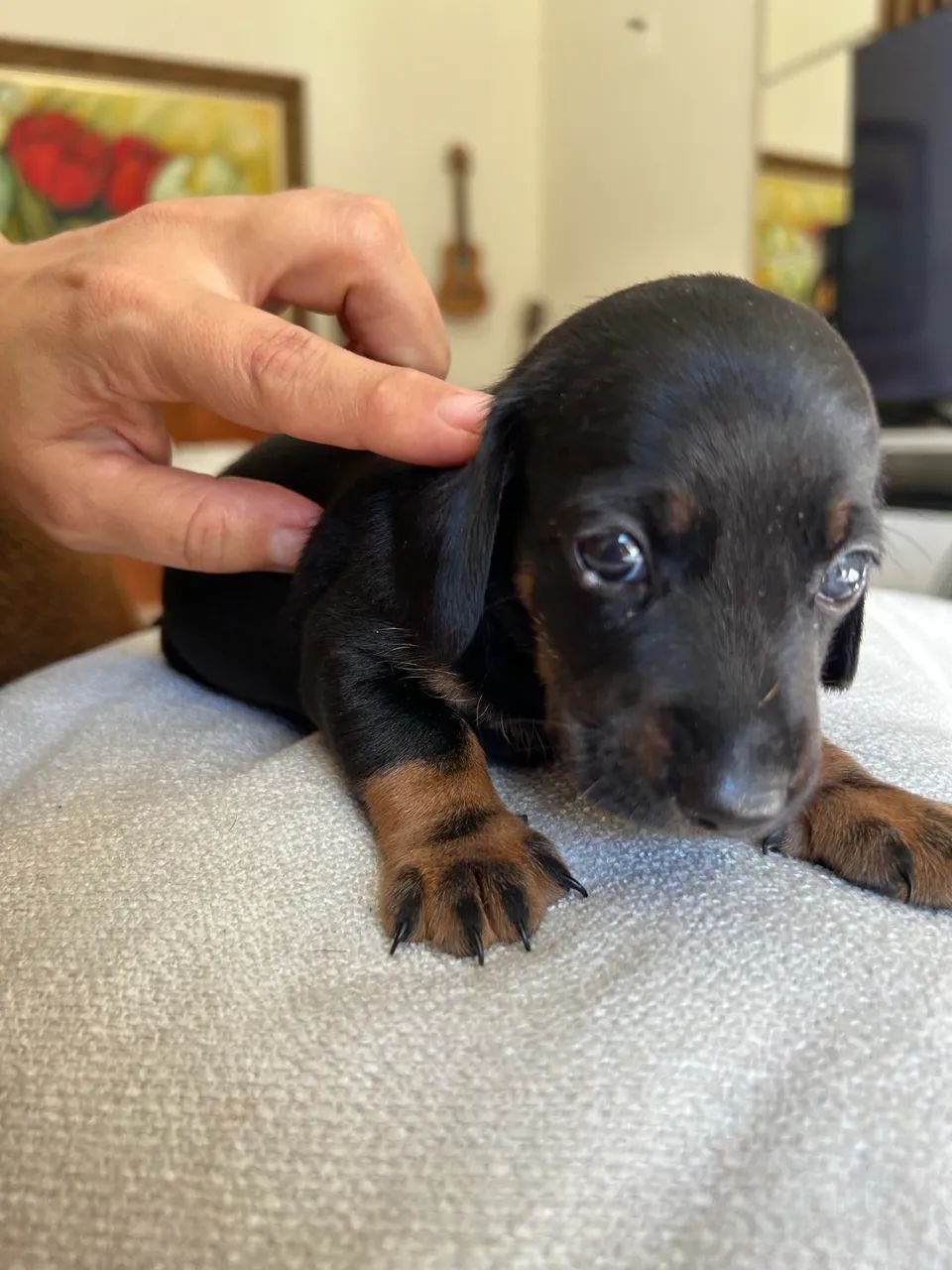 Filhote de dachshund  - Foto 2