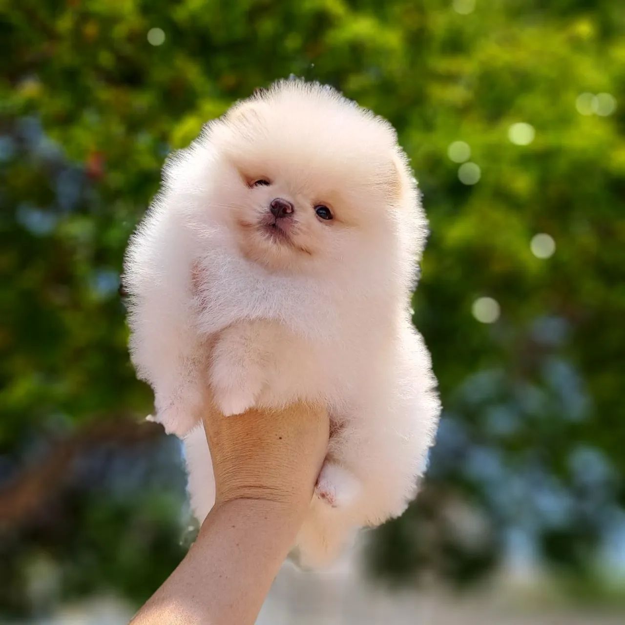 Chegaram Os Ursinhos mais lindos da Olx - Foto 4