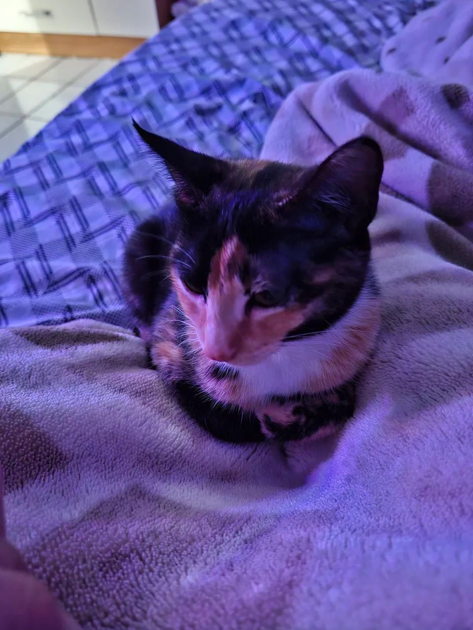 Doação de gatinha - gatinha tricolor - Foto 5