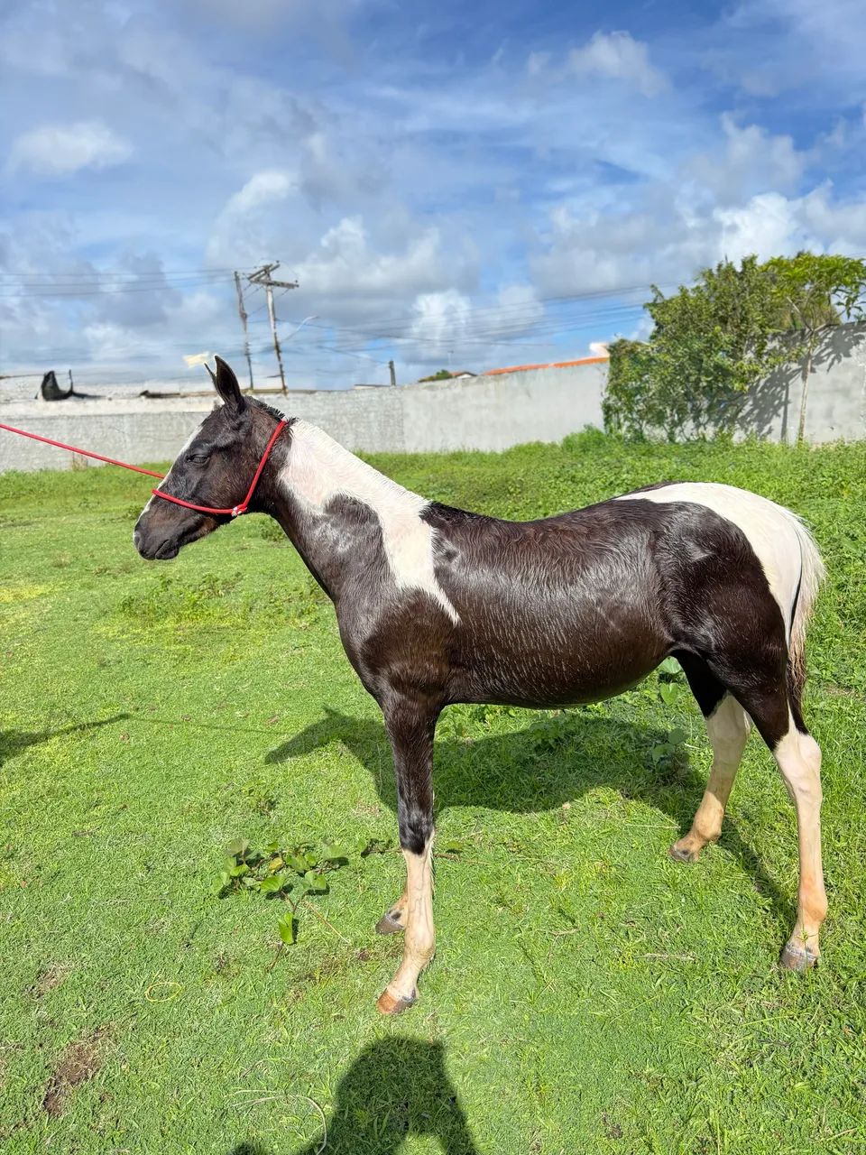 Oportunidade!! Potro MM SR - Foto 2