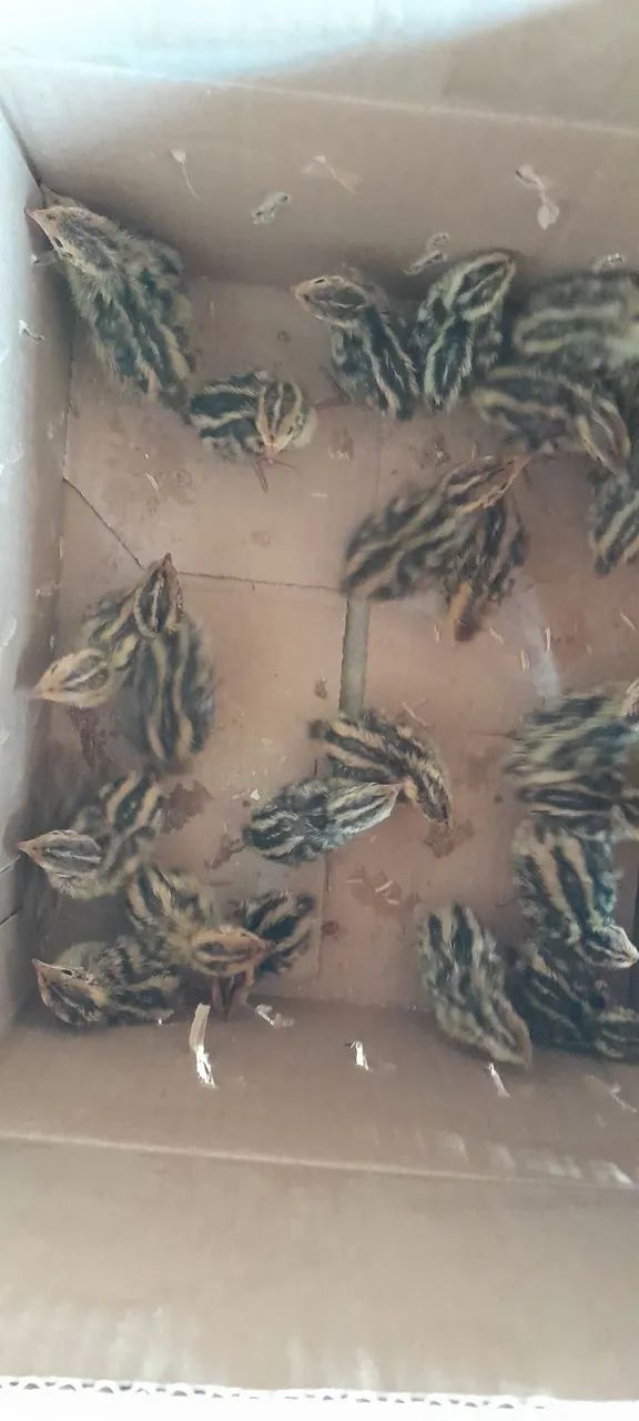 Vendo pintinhos de codornas gigantes,  e japonesa  - Foto 3