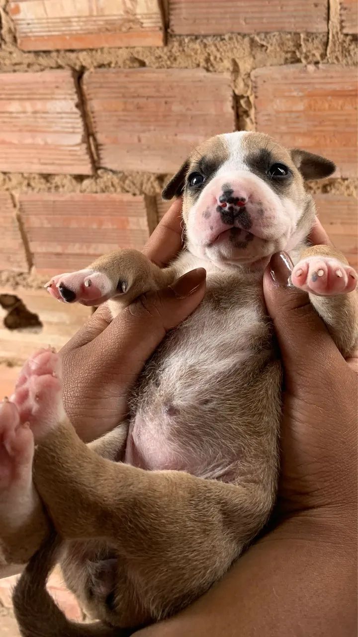 Cachorro - Foto 5