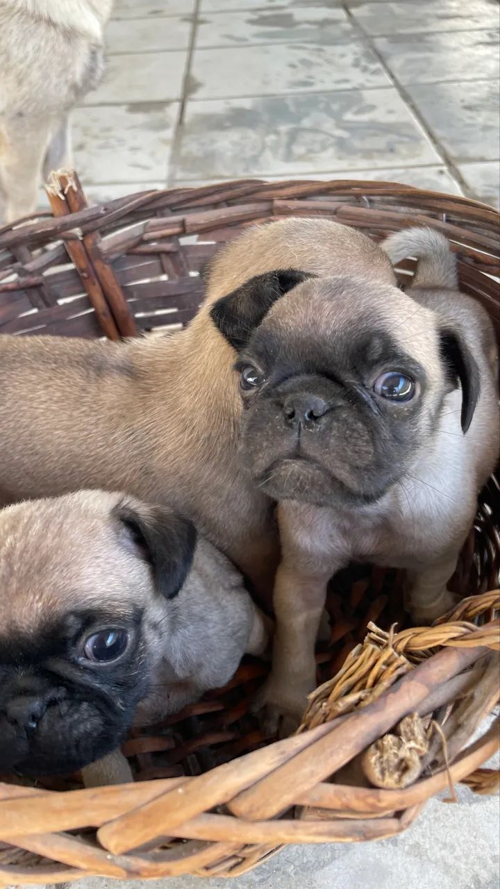Pug macho  - Foto 5