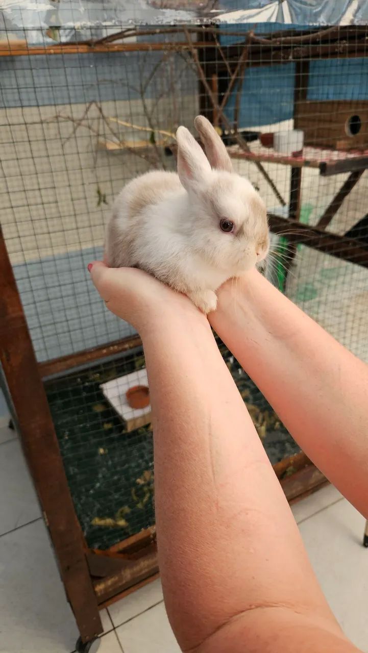 Coelho mini Anão  - Foto 2