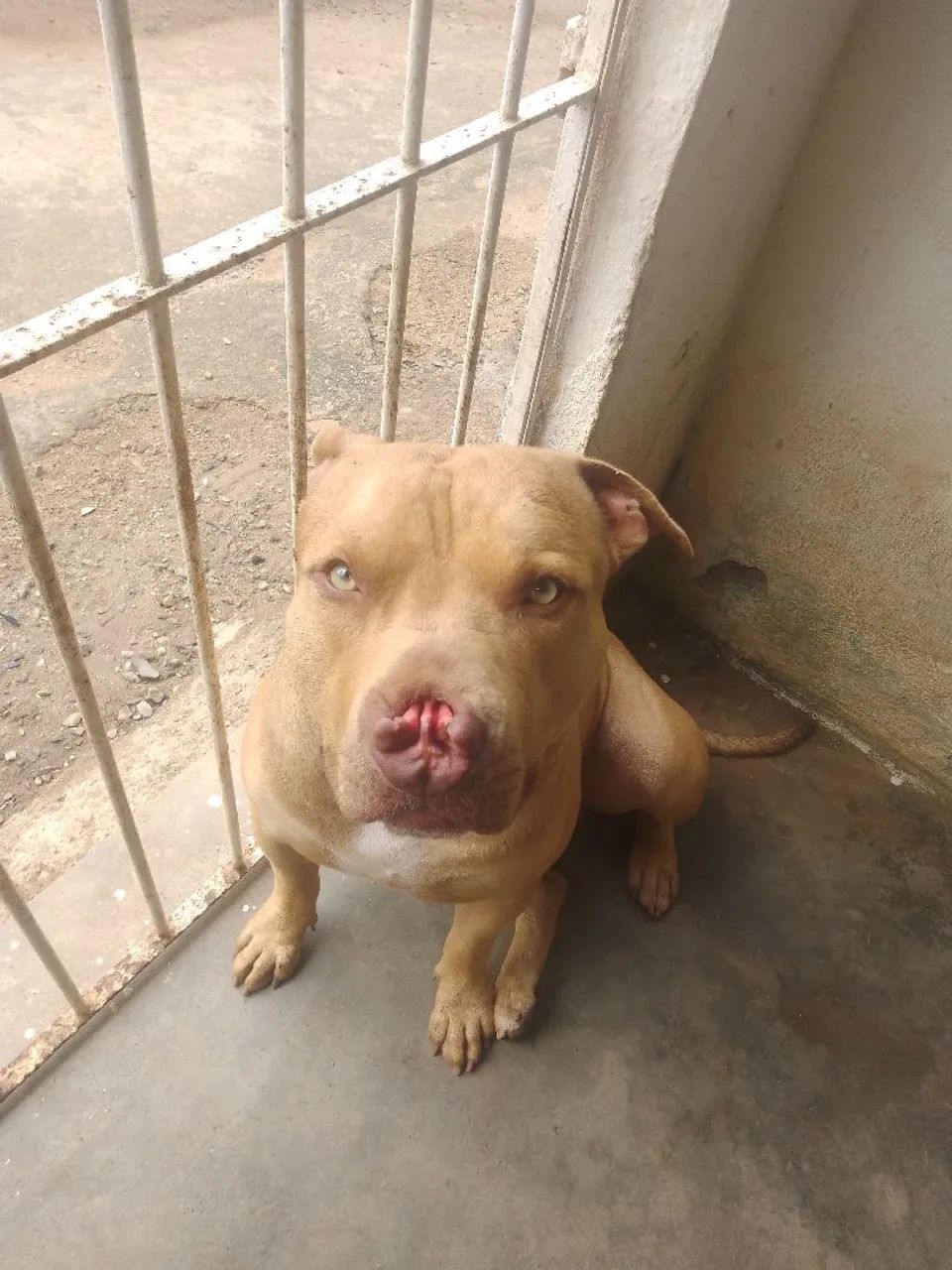 Pet - Foto 5