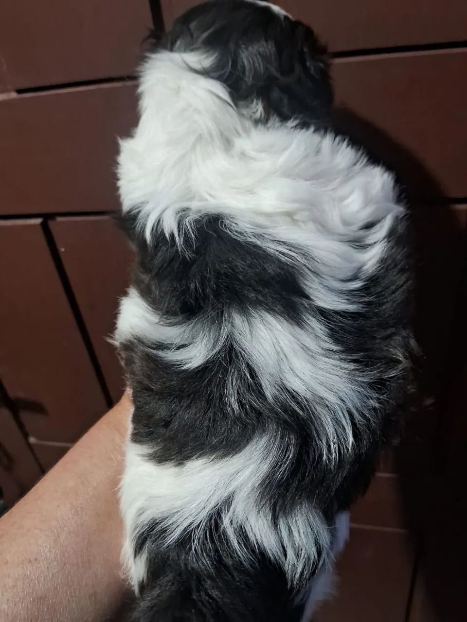 Shitzu mini - Foto 2