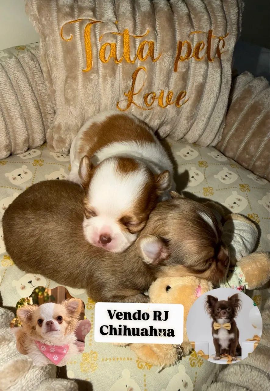 Chihuahua  - Foto 5