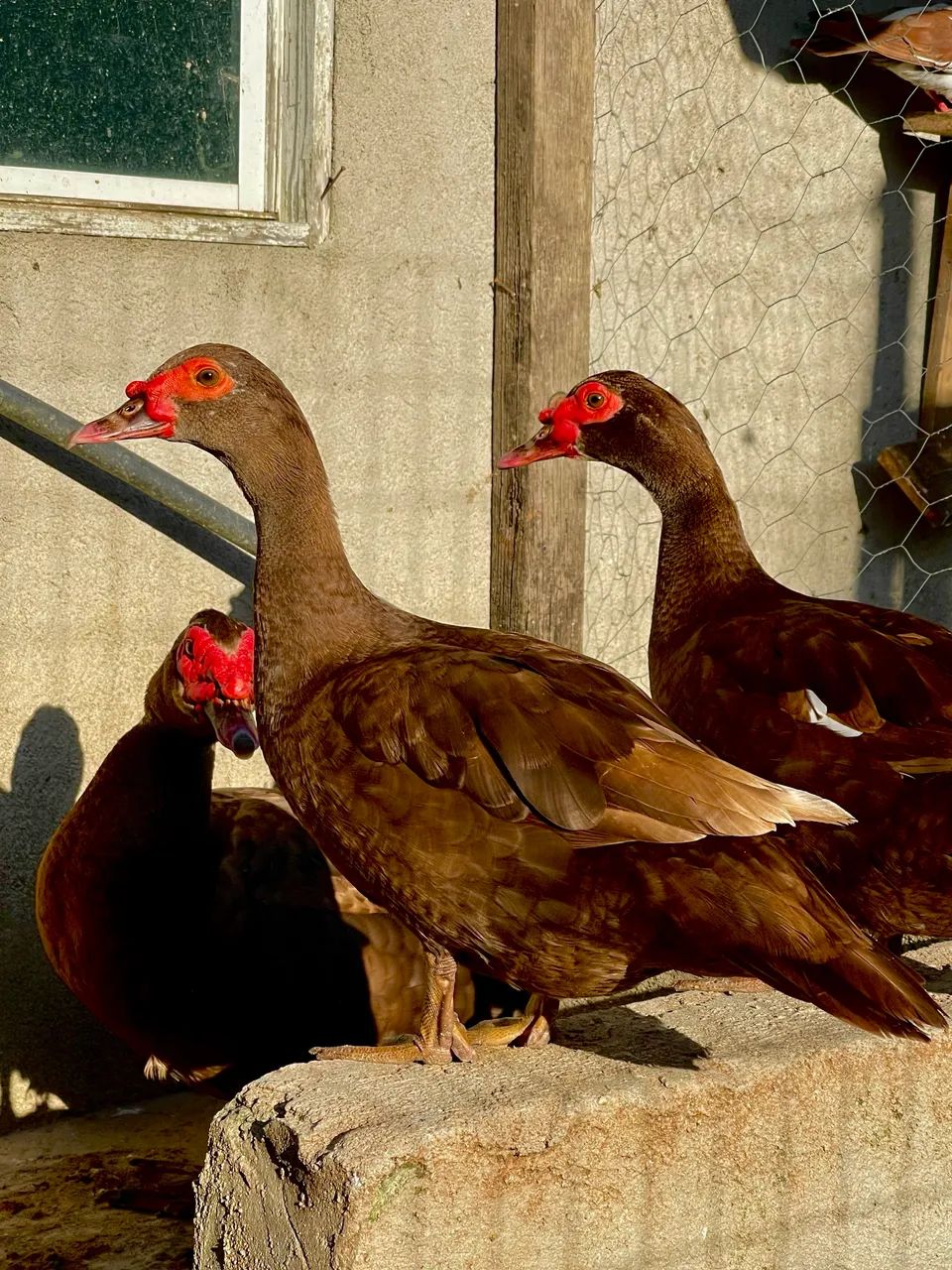 Pato chocolate  - Foto 2