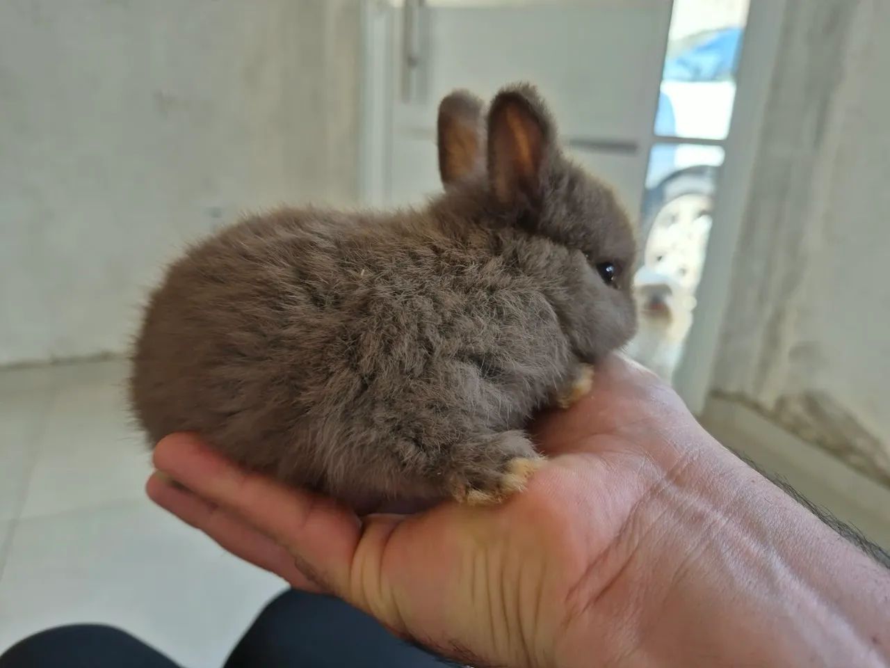 Mini Coelhos Netherland - Foto 3