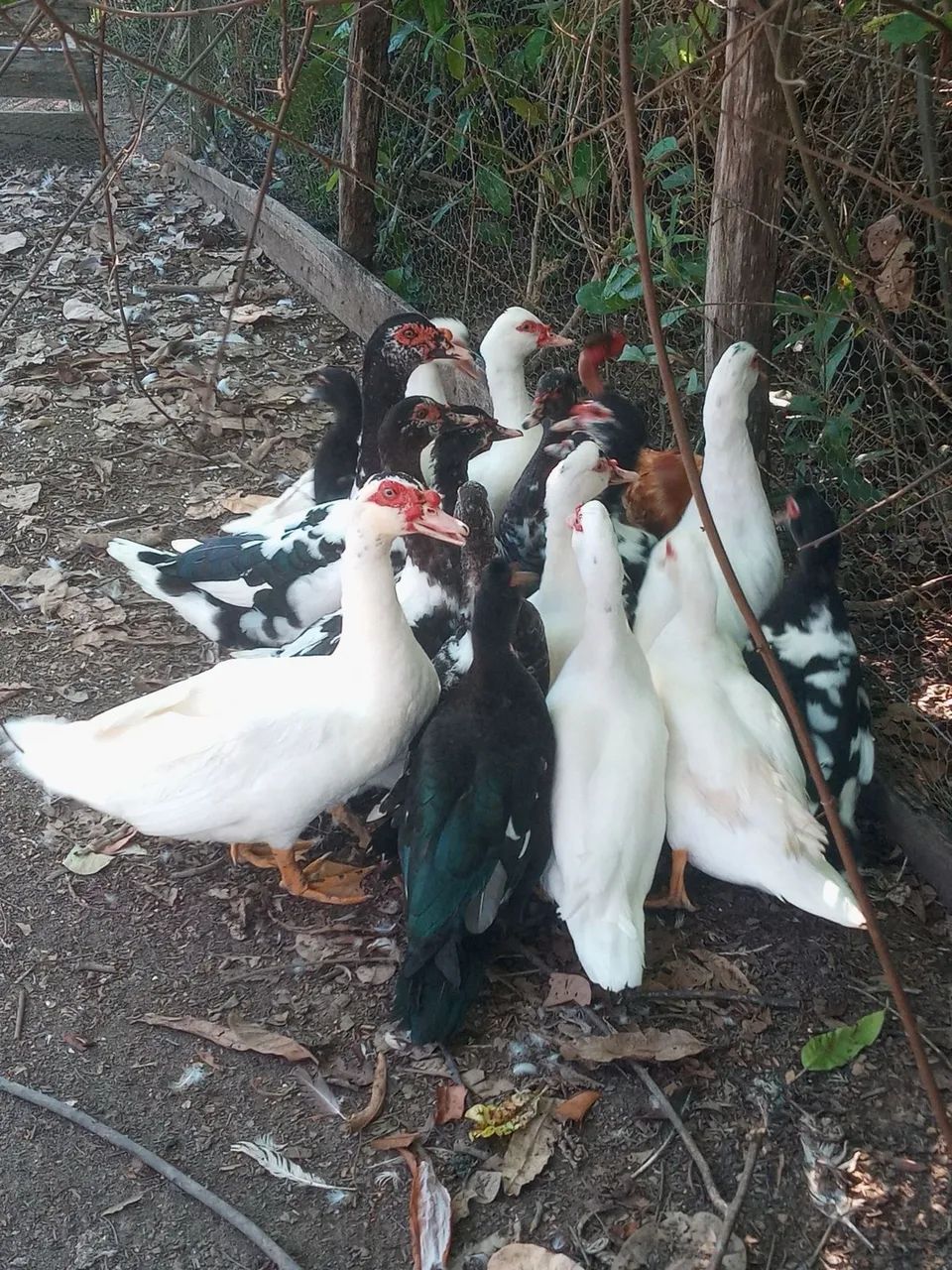 Patos 